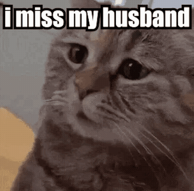 A Cat With The Words `` I Miss My Husband '' Written On It . GIF