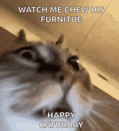 A Cat With The Words Watch Me Chew His Furniture Happy Saturday GIF