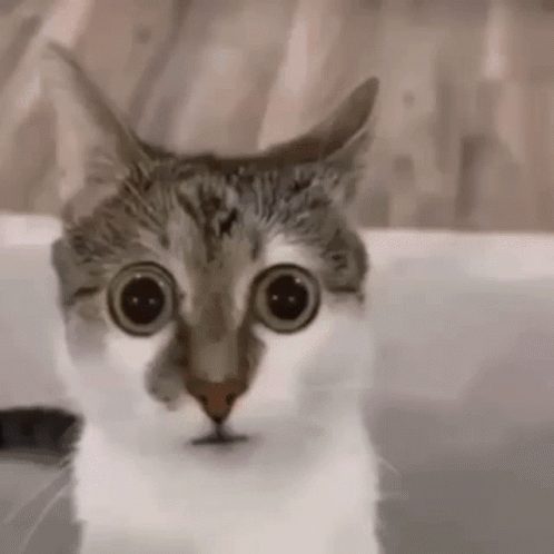 A Cat With Very Big Eyes Is Looking At The Camera . GIF