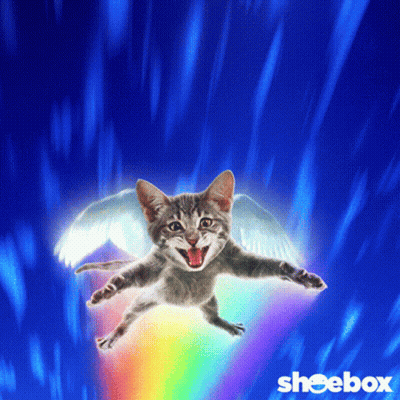 A Cat With Wings Is Flying Through A Rainbow In The Sky GIF