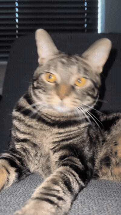 A Cat With Yellow Eyes Is Laying Down And Looking At The Camera GIF