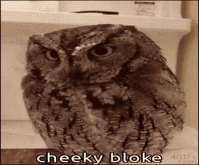 A Cheeky Bloke Owl Is Sitting On A Shelf GIF