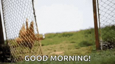 A Chicken Behind A Chain Link Fence With The Words `` Good Morning '' Written On It . GIF