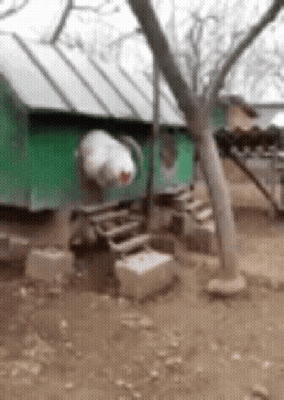 A Chicken Coop Is Sitting Under A Tree In A Dirt Field . GIF