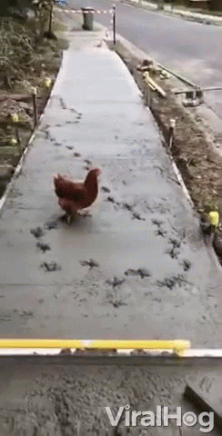 A Chicken Is Walking Down A Concrete Walkway With The Words Viralhog Written On The Bottom GIF