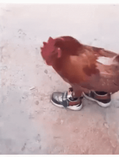 A Chicken Wearing A Pair Of Sneakers Is Standing On The Ground . GIF