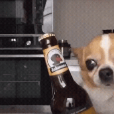 A Chihuahua Dog Is Sitting Next To A Bottle Of Beer . GIF