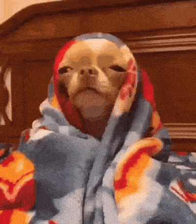 A Chihuahua Dog Is Wrapped In A Blanket On A Bed . GIF