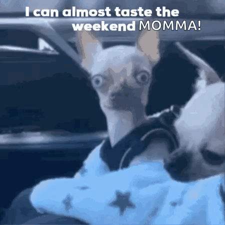 A Chihuahua Is Wearing A Blue Shirt With Stars On It GIF