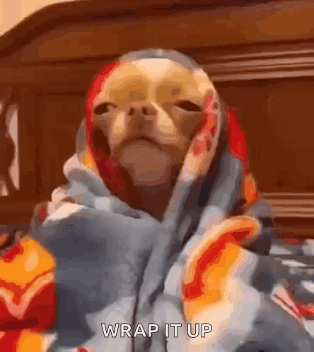 A Chihuahua Is Wrapped In A Blanket On A Bed And Says Wrap It Up . GIF