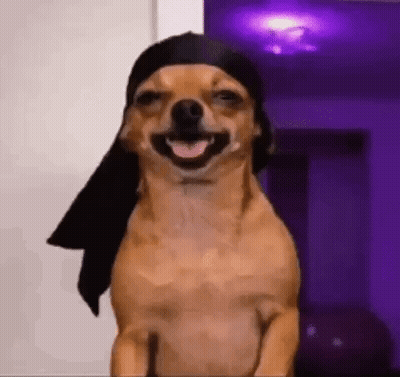 A Chihuahua Wearing A Bandana And Smiling . GIF