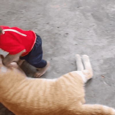 A Child Wearing A Red Hat Playing With A Cat GIF