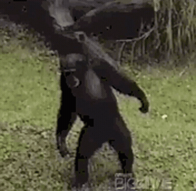 A Chimpanzee Is Dancing In The Grass In A Zoo . GIF