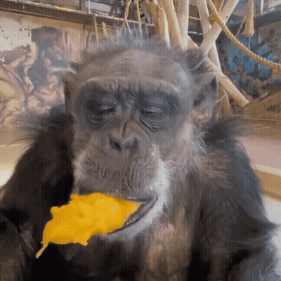 A Chimpanzee Is Eating A Piece Of Cheese GIF