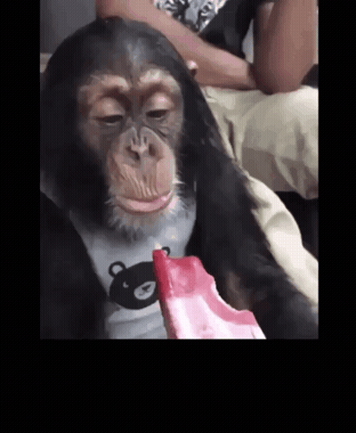 A Chimpanzee Is Eating An Ice Cream Bar While Wearing A Teddy Bear Shirt . GIF