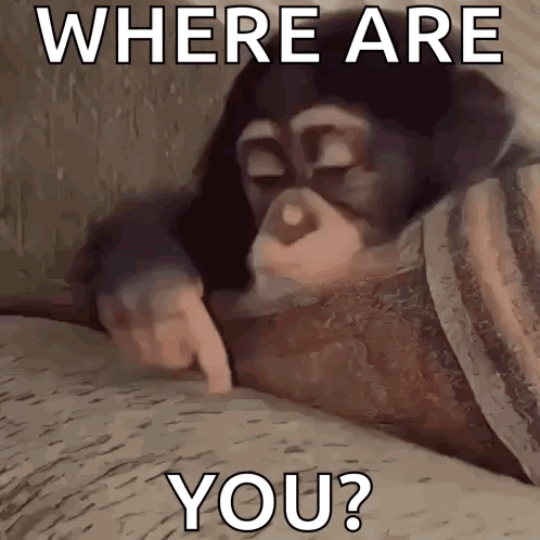 A Chimpanzee Is Laying On A Couch And Pointing At The Camera With The Words `` Where Are You ? '' GIF