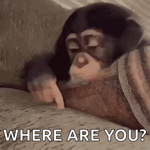 A Chimpanzee Is Laying On A Couch And Pointing At The Camera With The Words `` Where Are You ? '' GIF