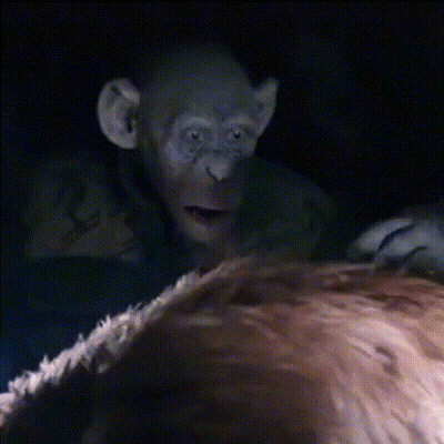 A Chimpanzee Is Looking At A Stuffed Animal In The Dark . GIF