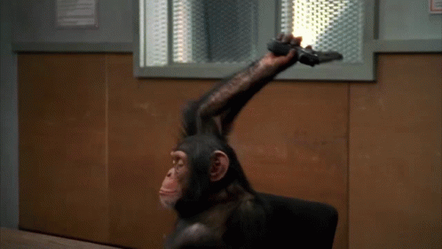 A Chimpanzee Is Sitting In A Chair Holding A Piece Of Paper Over Its Head GIF
