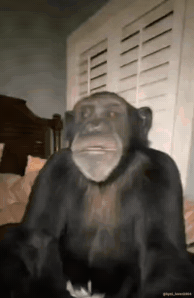 A Chimpanzee Is Sitting On A Bed In Front Of A Window And Shutters . GIF