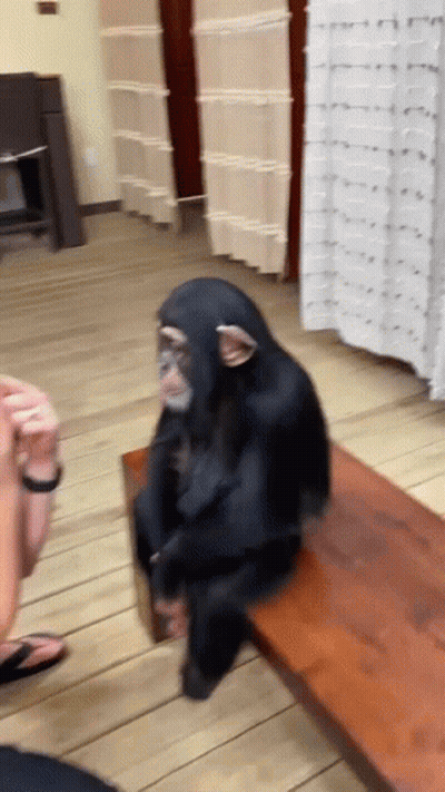 A Chimpanzee Is Sitting On A Wooden Bench Looking At A Person GIF