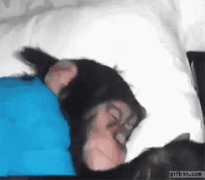 A Chimpanzee Is Sleeping In A Bed With A Blue Pillow GIF