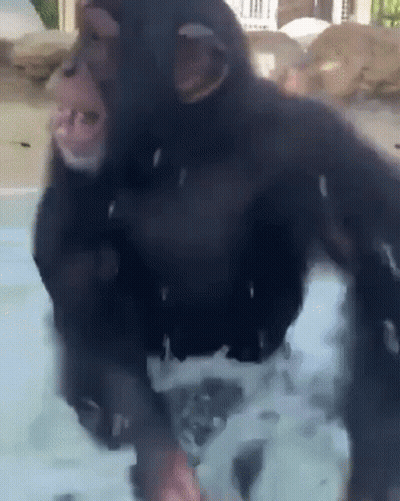 A Chimpanzee Is Standing In A Pool Of Water With Foam Coming Out Of Its Mouth . GIF