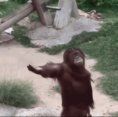 A Chimpanzee Is Standing On A Dirt Path With Its Arms Outstretched GIF