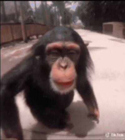 A Chimpanzee Is Standing On A Sidewalk With Its Eyes Closed And A Big Smile On Its Face . GIF