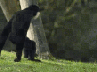 A Chimpanzee Is Walking Across A Grassy Field . GIF