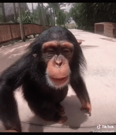 A Chimpanzee Is Walking Down A Sidewalk With Its Eyes Closed And Smiling . GIF
