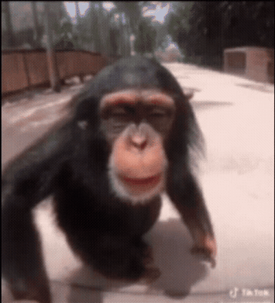 A Chimpanzee Is Walking On A Sidewalk With Its Eyes Closed . GIF