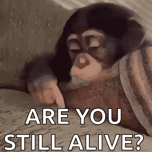A Chimpanzee Pointing At Something With The Words " Are You Still Alive " Written Below It GIF
