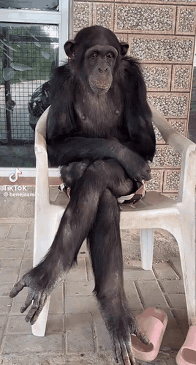 A Chimpanzee Sits In A Chair With His Legs Crossed GIF