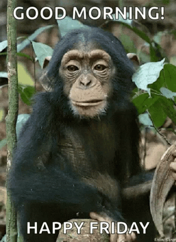 A Chimpanzee Sitting On A Tree Branch With The Words " Good Morning Happy Friday " GIF
