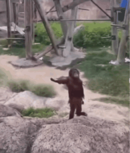 A Chimpanzee Standing On Top Of A Rock In A Zoo Enclosure GIF