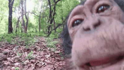 A Chimpanzee Taking A Selfie In The Woods . GIF