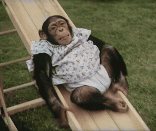 A Chimpanzee Wearing A Diaper Sits On A Slide GIF