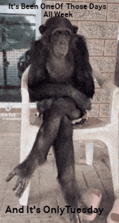 A Chimpanzee Wearing A Hat Sits In A Chair With Its Legs Crossed GIF