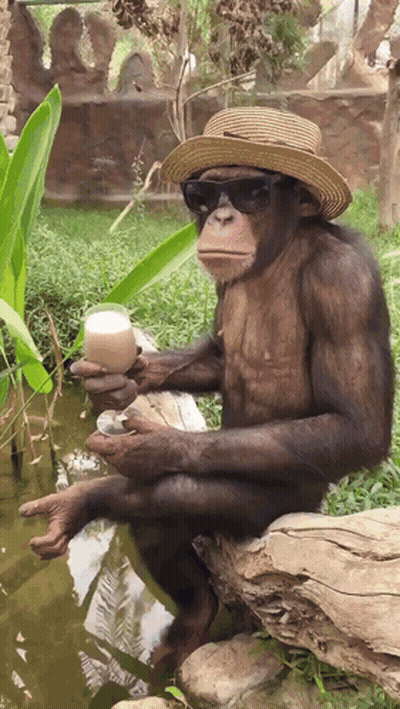 A Chimpanzee Wearing A Straw Hat And Sunglasses Holds A Drink GIF