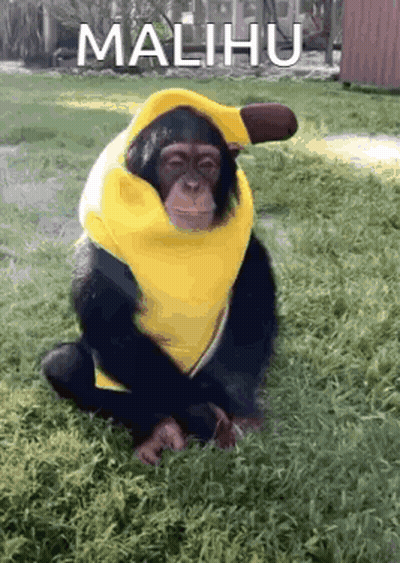 A Chimpanzee Wearing A Yellow Banana Costume Is Sitting On The Grass . GIF