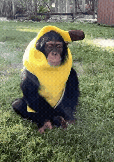 A Chimpanzee Wearing A Yellow Banana Costume Sitting In The Grass GIF