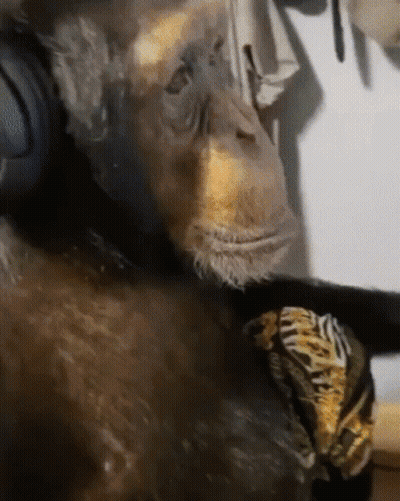 A Chimpanzee Wearing Headphones Is Laying Down On A Table GIF