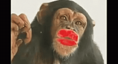 A Chimpanzee With Red Lipstick On Its Lips Is Looking At The Camera . GIF