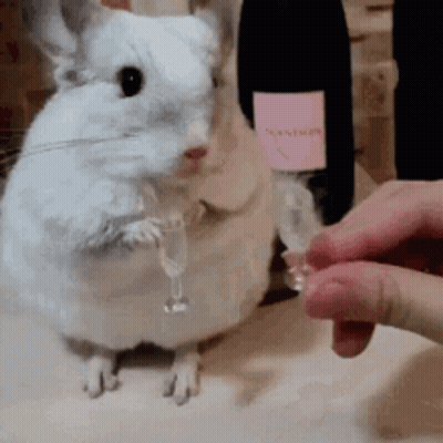 A Chinchilla Is Holding A Glass Of Champagne In Its Paws While A Person Pours It Into It . GIF