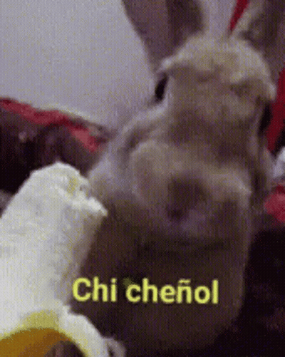 A Chinchilla Rabbit Is Eating A Banana With The Words Chi Cheirol Written On It . GIF