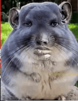 A Chinchilla With A Human Face Is Sitting On The Ground . GIF