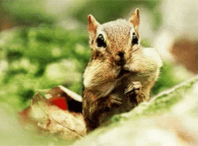 A Chipmunk Is Sitting On A Leaf With Its Mouth Open . GIF