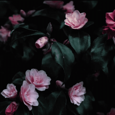 A Circle With Pink Flowers And Green Leaves GIF