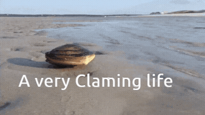 A Clam On A Beach With The Words " A Very Claming Life " Below It GIF